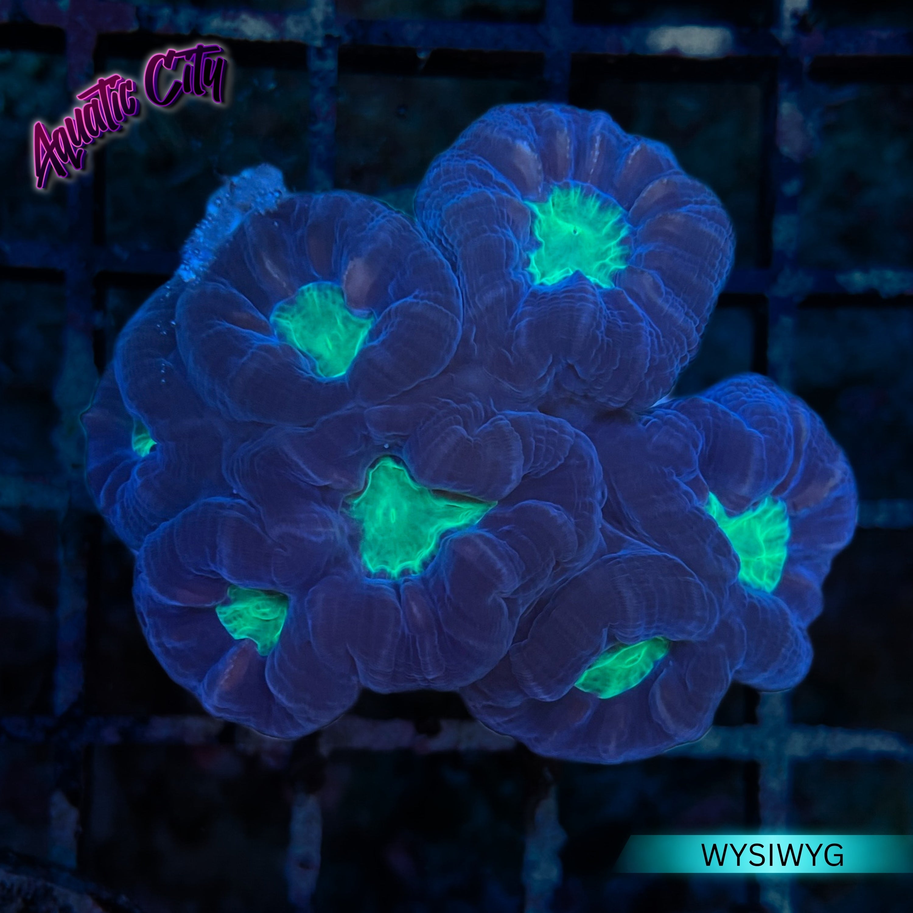 Green Eye Trumpet Coral – Aquatic City