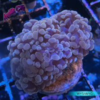 Pink Hammer Coral