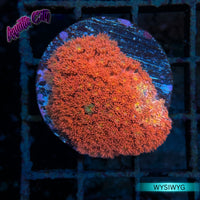 ECC Time Warp Goniopora Coral (Short Polyp)