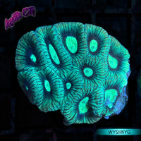 Turquoise Favia Coral