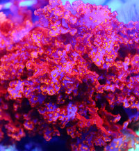 "Atomic Broccoli" Augophyllum Wysorii (Macro Algae)