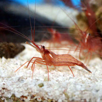 Peppermint Shrimp (Aptasia Eating)
