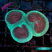 Red & Green Moon Coral