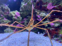 Arrow Crab
