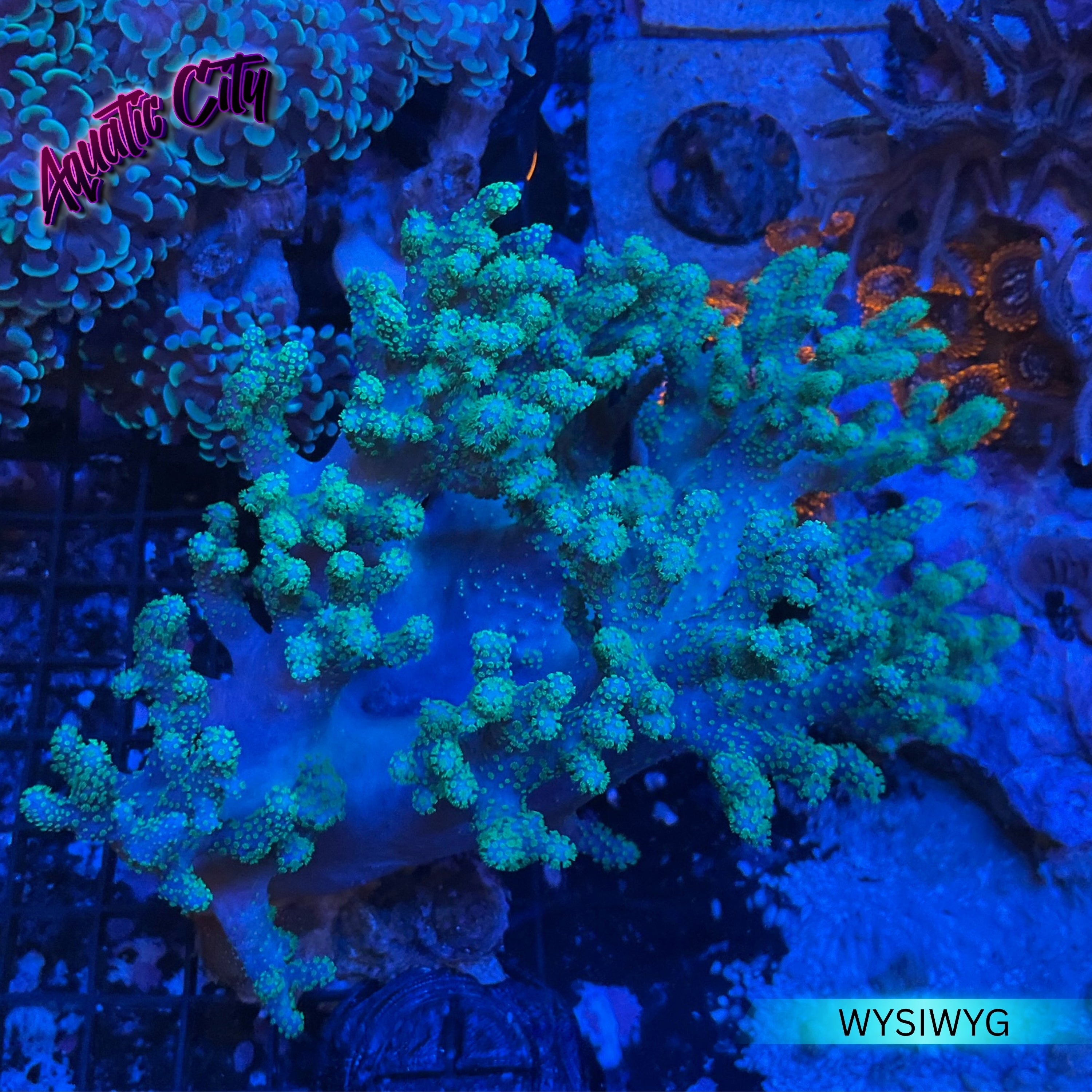 Green Sinularia Leather Coral – Aquatic City
