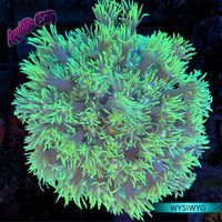 Green Goniopora