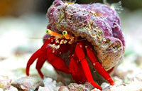Scarlet Hermit Crab