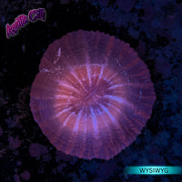 Red Indophyllia Coral