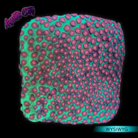 Jingle Bells Cyphastrea Coral