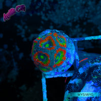 Holy Grail Micromussa