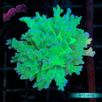 Neon Green Frogspawn Coral