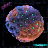Purple/Red War Coral Favia