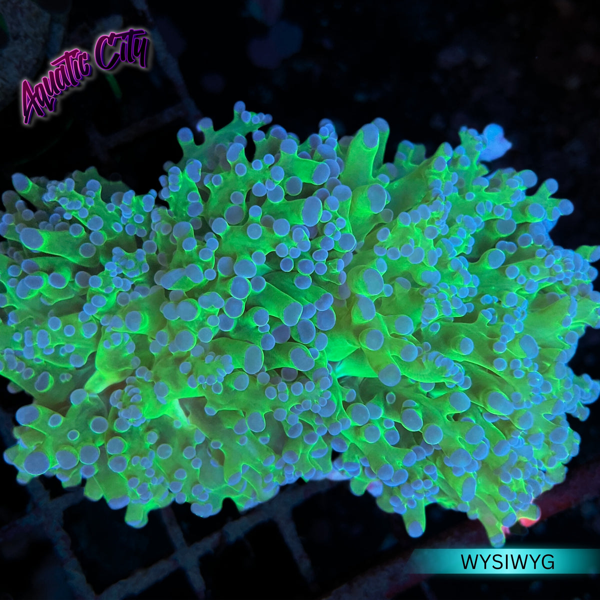 Frogspawn Colour Bi-Color Frogspawn Coral – Aquatic City