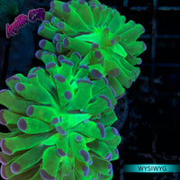 Bi-Color Hammer Coral (Purple Tip)