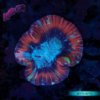 Trachyphyllia Open Brain Coral