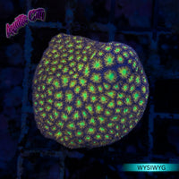 Spitfire Leptastrea Coral