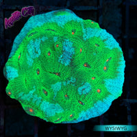 Avatar Chalice Coral