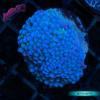 Blueberry Ricordea Florida Coral