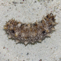 Sand Sifting Cucumber