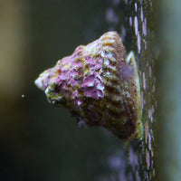 Astrea Snail