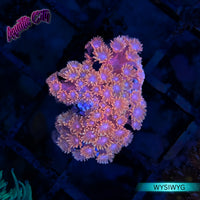 Hellscape Micro Goniopora Coral