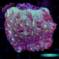 Marble Favia Coral