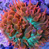ACA Rose Bubble Anemone