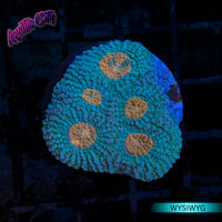 Orange Eye Acan Echinata Coral