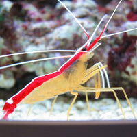 Scarlet Cleaner Shrimp