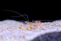 Coral Banded Shrimp