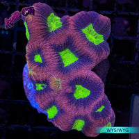 Dragon Soul Favia Coral