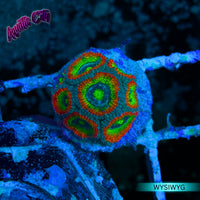 Holy Grail Micromussa