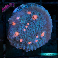 Orange Eye Mycedium Chalice Coral