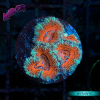 Candy Cane Red Acan Coral