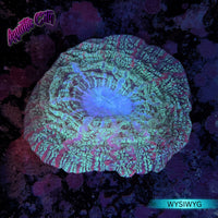 Multicolor Indophyllia Coral