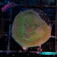 Electric Daisy Stylocoeniella