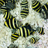 Bumble Bee Snails