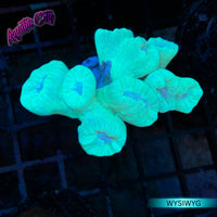 Neon Green Trumpet Coral