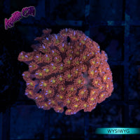 Pink Lemon Drop Goniopora Coral (Short Polyp)
