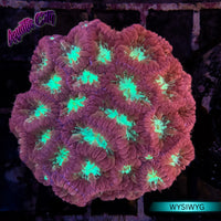 Blastomussa Merletti Coral