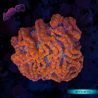 Rainbow Symphyllia Welsoni Colony