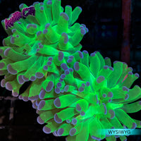 Bi-Color Frammer Coral (Purple Tip)