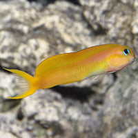 African Midas Blenny