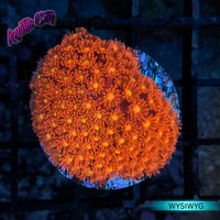 Red Short Polyp Goniopora