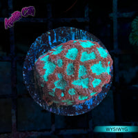 Glitter Favia Coral
