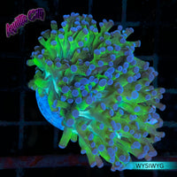 Bi-Color Frogspawn Coral (Purple Tip)