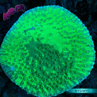 Marbled Pagoda Cup Coral