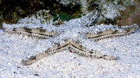 Sand Sifting Sea Star