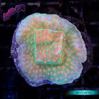 Jingle Bells Cyphastrea Coral