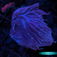 Aussie Purple Torch Coral